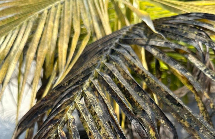 ގަސްތަކަށް ޖެހޭ "ކަޅުކޫޑި ބަލި" އެންމެ ގިނައީ އުތުރުގައި