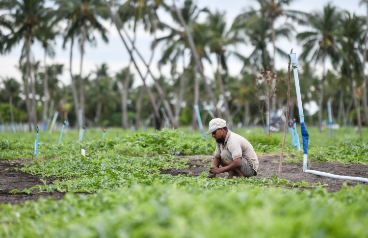 ރޯދައަށް ތޮއްޑޫ ތައްޔާރު، 200 ޓަނު ކަރާ ލިބޭނެ