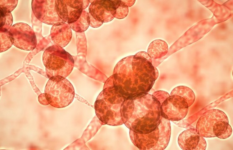 އެމެރިކާގައި ނުރައްކާތެރި ފަންގަސްއެއް ފެތުރެނީ