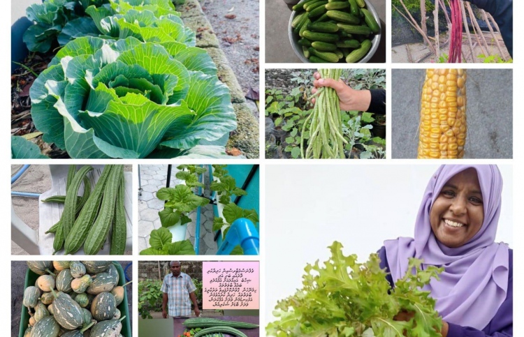 މި ރޯދަ މަހު ދުޅަހެޔޮ ކާނާއާއެކު ތަށިބަރި ރަށްރަށަށް!