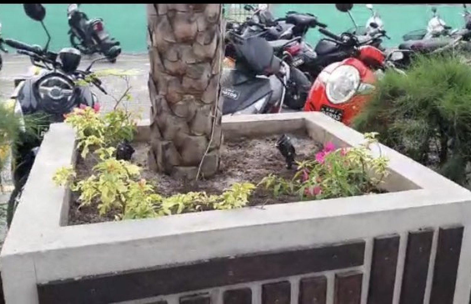 ކަދުރު ރުއްތަކުގެ ބުޑުގެ ވަށައިގެން އިންދައިފައި ހުރި ބައެއް ބޯގަންވިލާ ގަސްތައް ވަގަށް ގެންގޮސްފައި.-- ފޮޓޯ: މާލޭ ސިޓީ ކައުންސިލް