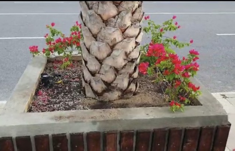 ބޭރު މަގުގައި އިންދި ބޯގަންވިލާ ގަސްތައް ވަގަށް ނަގަނީ