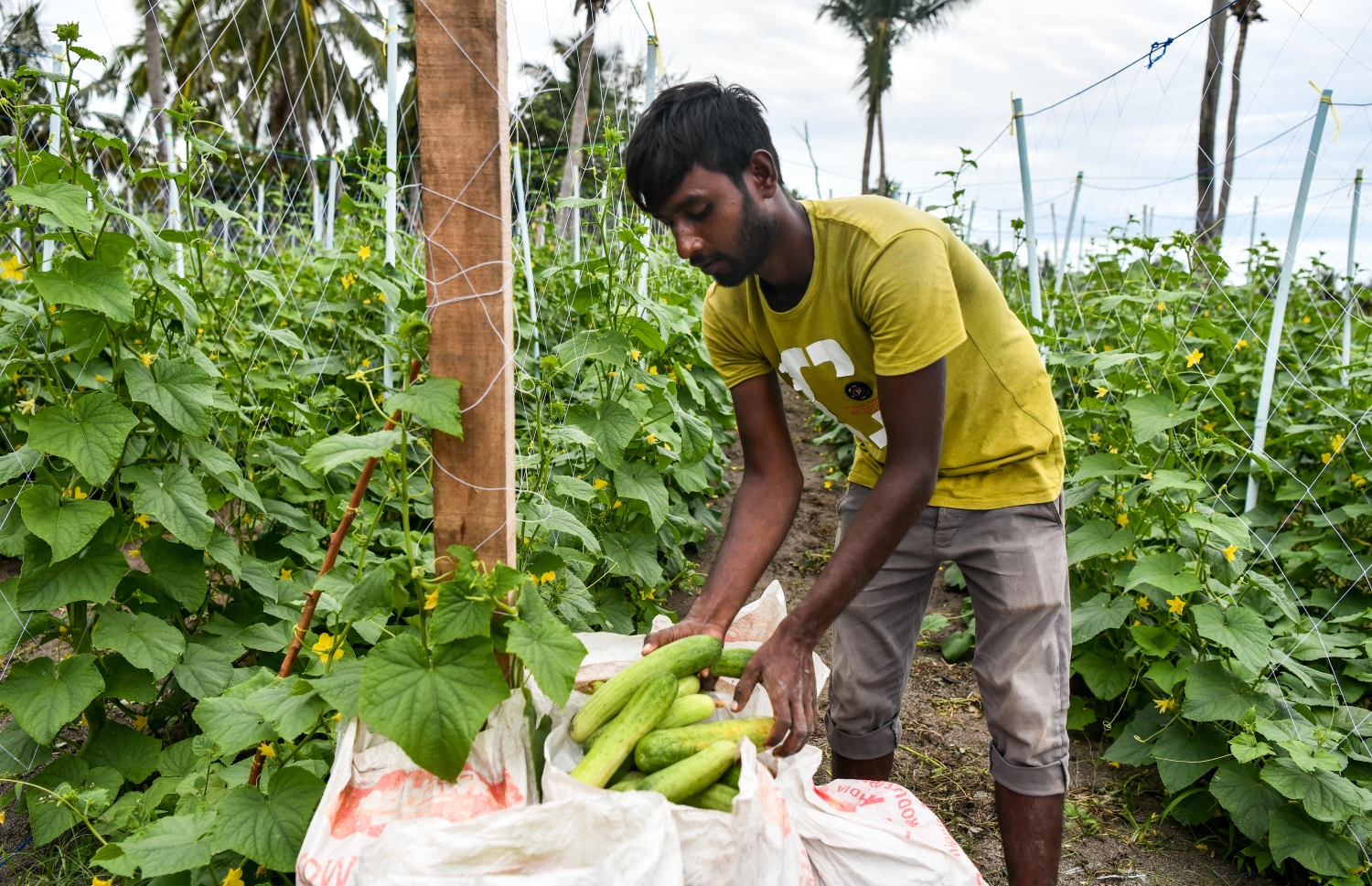ތޮއްޑޫގައި މަސައްކަތް ކުރާ ދަނޑުވެރިޔަކު ކިޔުކަންބާތަކެއް ގޯންޏަކަށް އަޅަނީ -- ފޮޓޯ: ފަޔާޒް މޫސާ/ މިހާރު