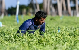 A farmer working in Alif Alif atoll Thoddoo. -- Photo: Fayaz Moosa / Mihaaru News