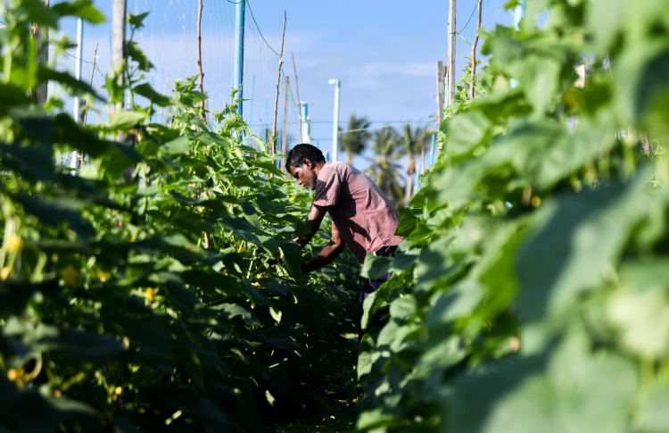 ދަނޑުވެރިންނަށް އޮތީ ފާގަތިކަން، އެ ދާއިރާ ފުޅާކުރާނެ