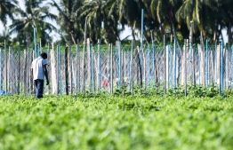 A person works in a farm in a local island: The food safety bill has been ratified on Thursday