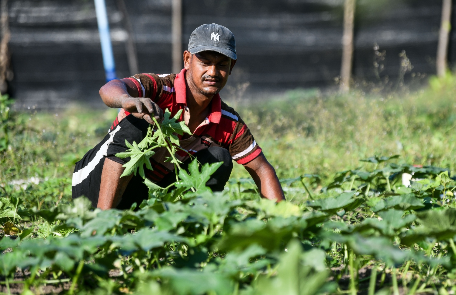 ތޮއްޑޫގައި ބިދޭސީ ދަނޑުވެރިޔަކު އޭނާ ބަލަހައްޓާ ދަނޑުގައި -- ފޮޓޯ: ފަޔާޒް މޫސާ/ މިހާރު