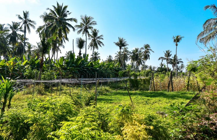 "ދަނޑުތަކުން ބަލި މީހުންގެ މާކެޓެއް އުފައްދައިފި"