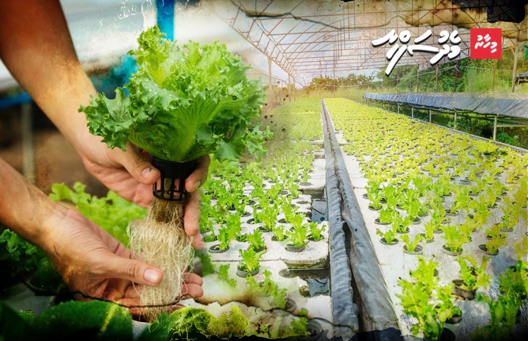 އޯގެނިކް އެއްޗެއް ހެއްދޭކަށް ނެތް، ލިބޭކަށް ވެސް ނެތް