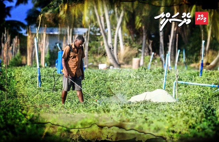 ދަނޑަށް ކެމިކަލް ޖެހުން އެމީހަކާ އެމީހެއް!