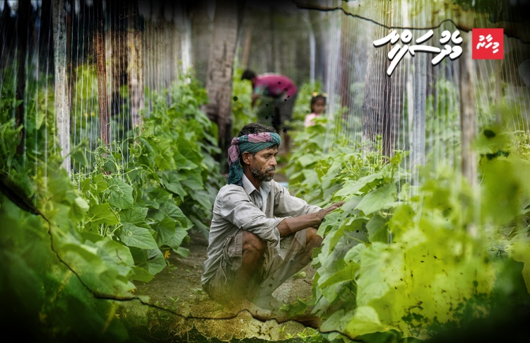 ތޮއްޑޫން އިންޒާރެއް: ފިޔަވަޅު ނާޅައިފިއްޔާ ހިތިވާނެ!