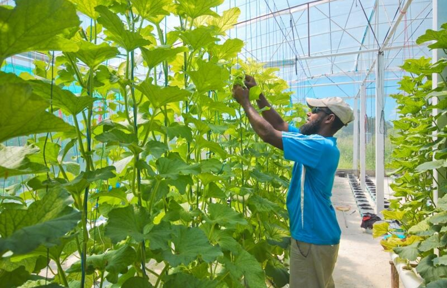 ރިސޯޓެއްގެ ހައިޑްރޯޕޯނިކްސް ދަނޑަކުން މީހަކު އެއްޗެހި ކަނޑަނީ - ފޮޓޯ: ކޯޕަރޭޓް މޯލްޑިވްސް