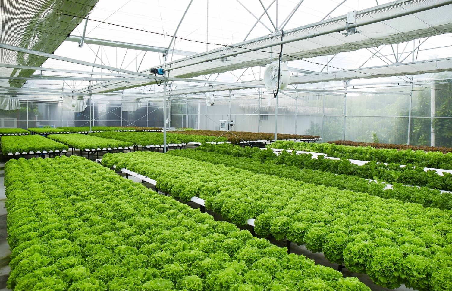 ރާއްޖޭގައި ރިސޯޓެއްގައި ހައިޑްރޯޕޯނިކްސް ގަސް ހައްދަނީ -- ފޮޓޯ: މޯލްޑިވްސް އިންސައިޑާ