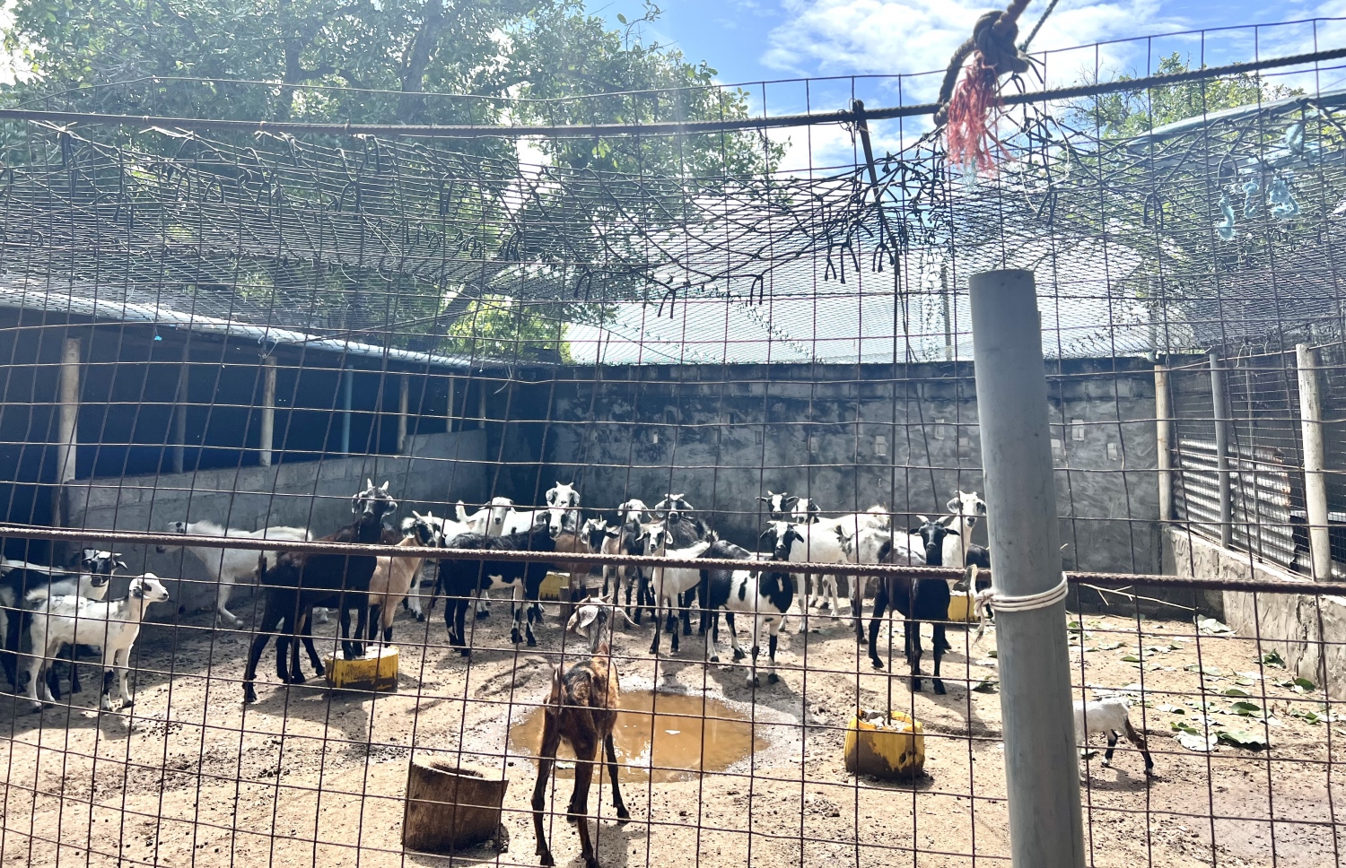 ރ. މާކުރަތުގައި އަލީ ރަޝީދު ބަކަރި ގެންގުޅޭ ކޮށި.