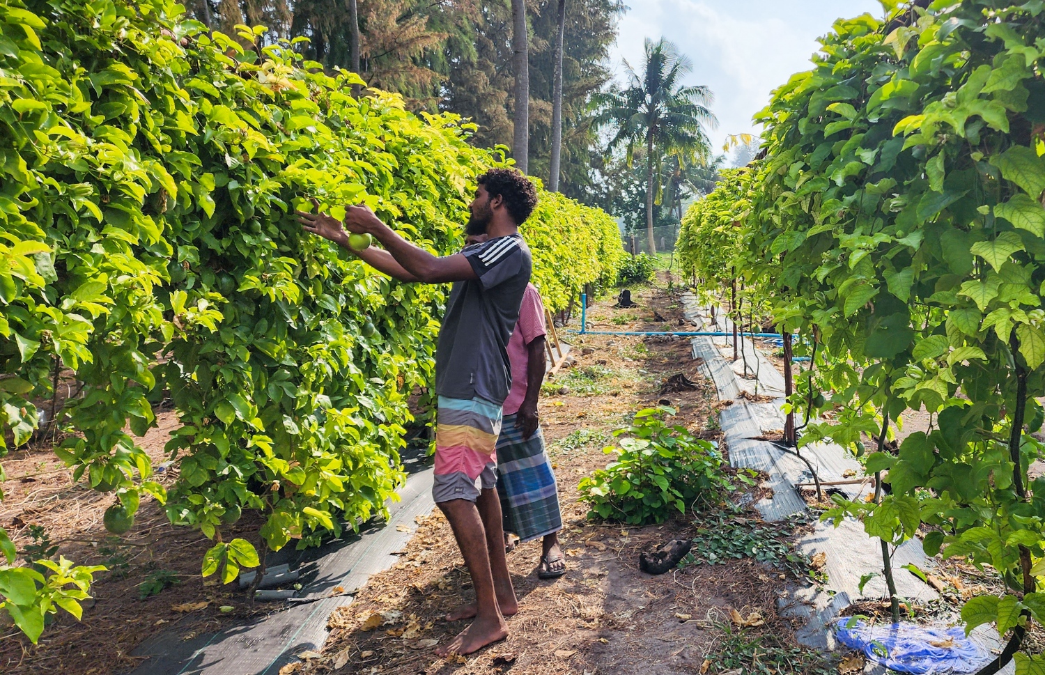 ދަރަނބޫދޫ މީހަކު ދަނޑުވެރިކަމުގައި: މިޙާރު ފުޅާ ދާއިރާއެއްގައި ދަނޑުވެރިކަން ކުރާ ރަށެއް -- ފޮޓޯ: މިހާރު