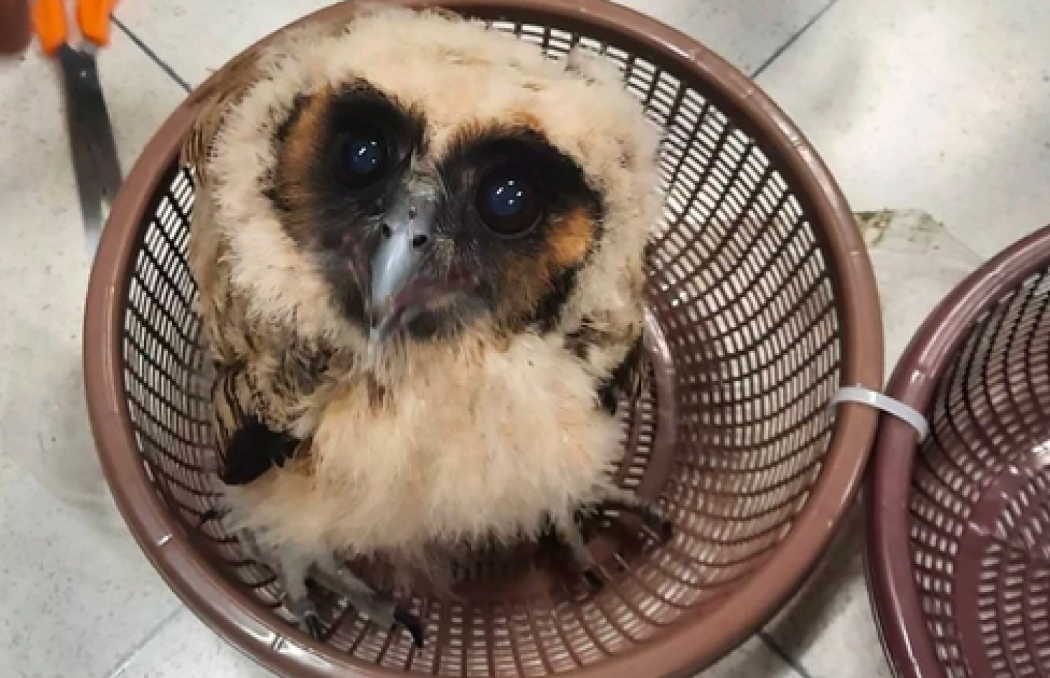 ހިމާޔަތްކޮށްފައިވާ ދޫނިތަކެއް ތައިލެންޑުން ބޭރުކުރަން އުޅެނިކޮށް އަތުލައިގެންފައި: މި މައްސަލާގައި ހައްޔަރުކުރީ ދިވެއްސެއް. -- ފޮޓޯ: ދަ ނެޝަނަލް