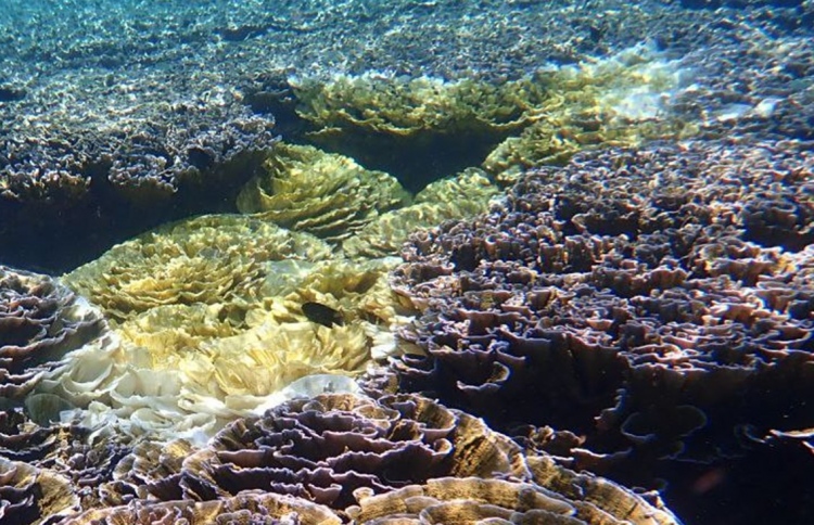 ފުޅަދޫގެ ރީތި މުރަކަ ބަގީޗާ ހުދުވަނީ