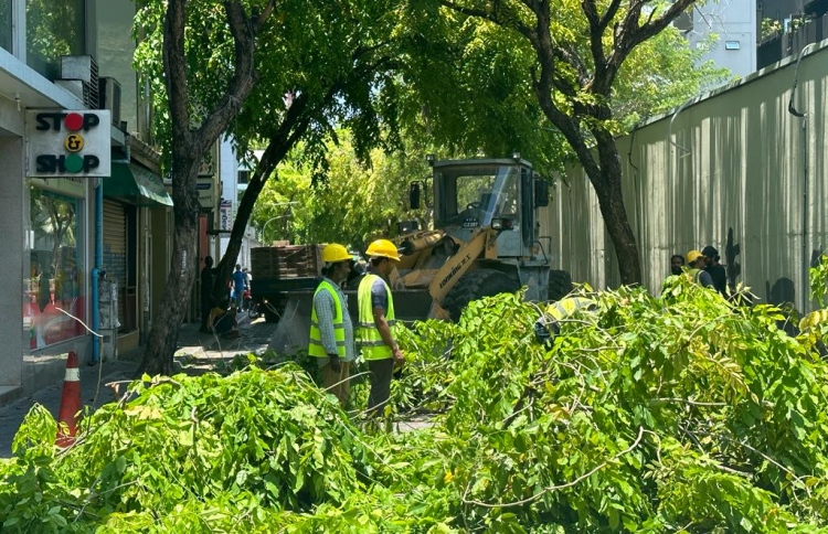 ގަސްތައް ކަނޑާތީ އަނެއްކާވެސް މޭޔަރުގެ ކަންބޮޑުވުން!