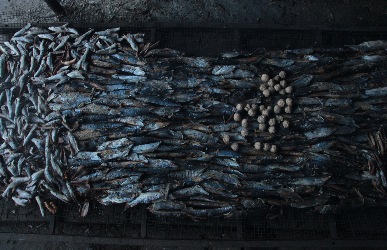 ނިލަންދޫގައި ވަޅޯ މަސްތަކެއް ހިއްކަން ބަހައްޓާފައި -- ފޮޓޯ: މިހާރު