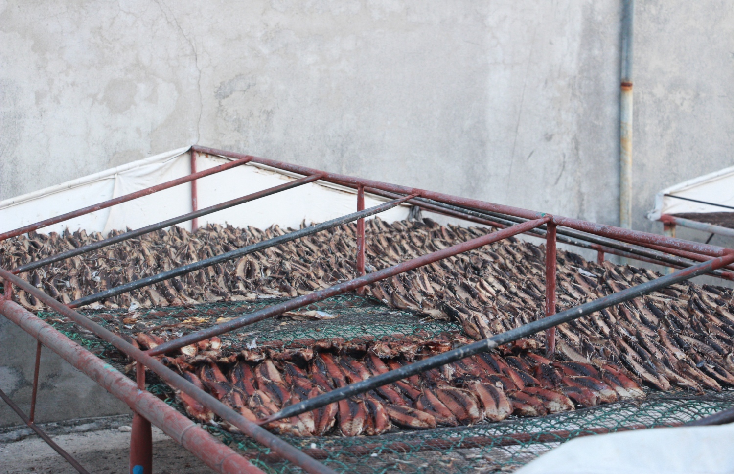 ނިލަންދޫގައި ވަޅޯ މަސްތަކެއް ހިއްކަން ބަހައްޓާފައި -- ފޮޓޯ: މިހާރު