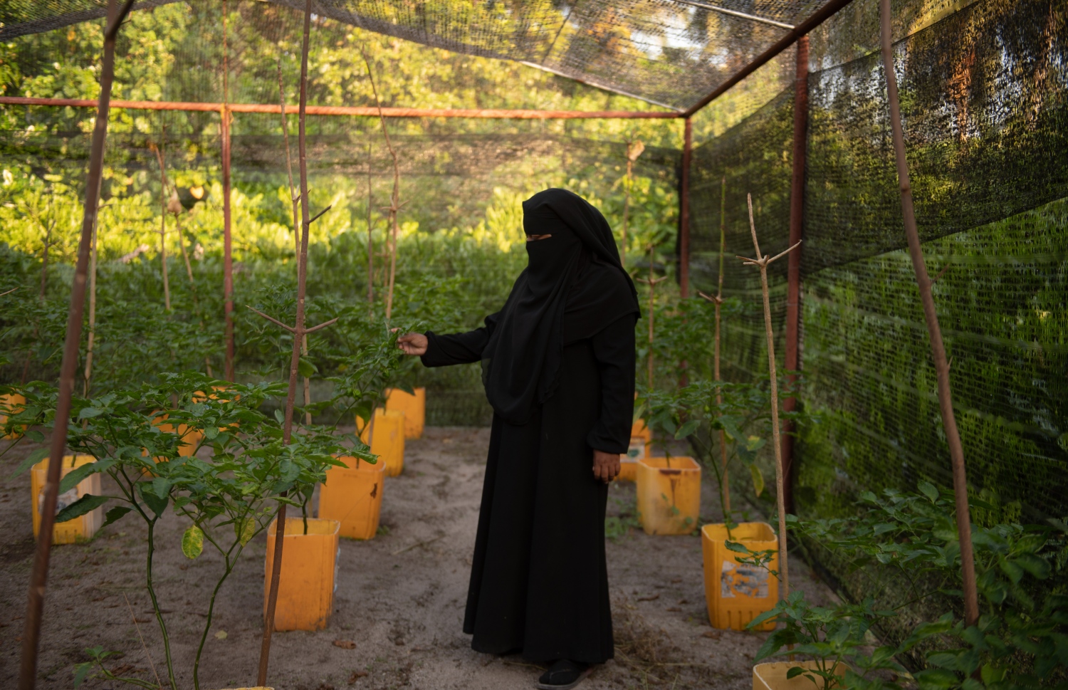 ޣާލިބާގެ ދަނޑުގައި ހުރި މިރުސް ގަސްތައް ދައްކާލަނީ: އޭނާ ބުނާ ގޮތުން އެކަށީގެންވާ ގޮތަކަށް ދަނޑުވެރިކަން ކުރެވޭ މަސްމަހު، އާމްދަނީގެ ގޮތުގައި މަހަކު 15،000ރ. ވެސް ލިބޭ. މި ރޯދަ މަހަށް ވެސް އޭނާގެ ދަނޑުތަކުގައި ވަރަށް ގިނަ ބާވަތްތަކުގެ ތަރުކާރީ އާއި މޭވާ ހެއްދި. އެ ތަކެތި އޭނާ ވިއްކަން ފޮނުވަނީ މާލެ އަށް -- ފޮޓޯ: މިހާރު