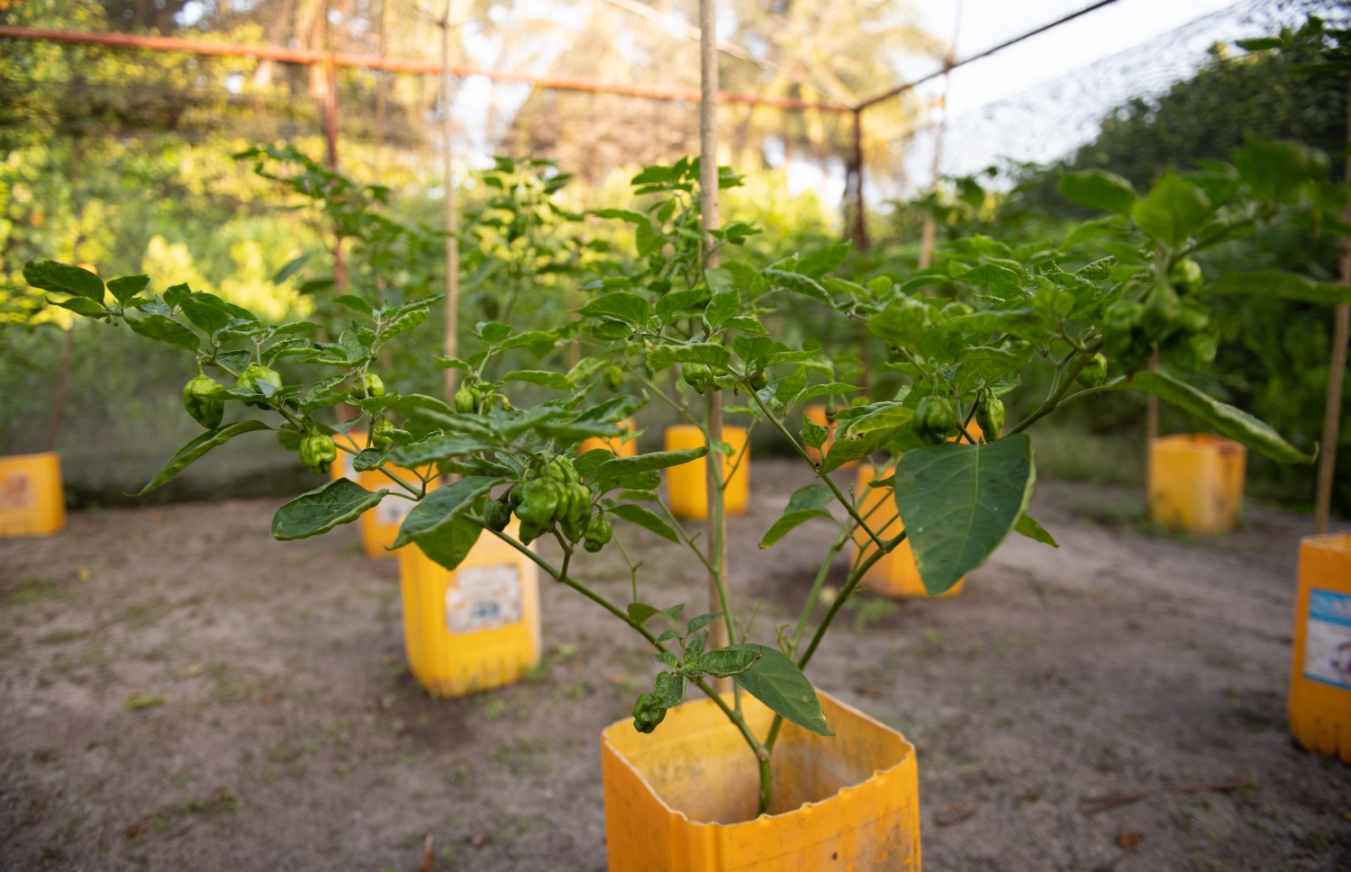 ޣާލިބާގެ ދަނޑެއްގައި އޭނާ ހައްދަން ފަށައިފައިވާ މިރުސް ގަސްތައް: އޭނާގެ ގޭ ކުރިމަތީގައި އޮންނަ ބިމުގައި އޭނާ އަންނަނީ ހެޔޮވަރުގެ ދަނޑުވެރިކަމެއް ކުރަމުން. އޭނާ ގިނަ އަދަދަކަށް މިރުހާއި ފަޅޯ ހައްދާ. އަދި ކަރަ އާއި ރޮކްމެލަން އާއި ލެޓިއުސް އާއި ކޮޕީފަތާއި ބަރަބޯ ވެސް ހައްދާ. -- ފޮޓޯ: މިހާރު