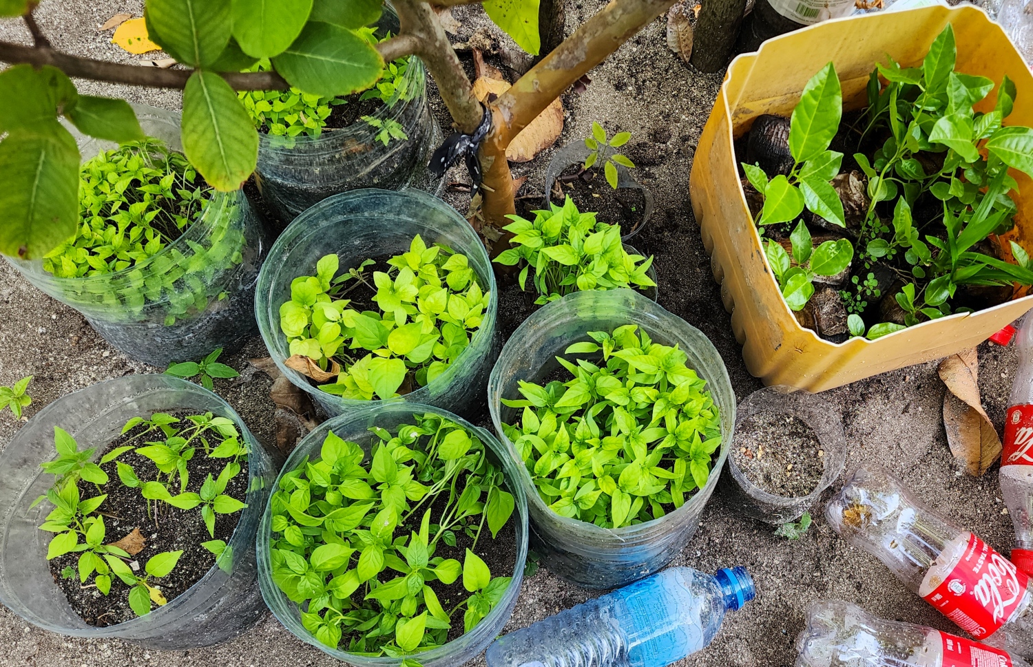 ގާލިބާގެ ގޭގައި ހައްދަން ފަށާފައި ހުރި މިރުސް ގަސްތަކެއް: އޭނާގެ ގޭގެ ވަރަށް ބޮޑު ބައެއް ހުސްކޮށްފައި އޮތީ ދަނޑުވެރިކަމަށް މުޑުވައް ކުރުމާއި ބަގީޗާ ގަސްތަކަށް. އޭނާ ބުނާ ގޮތުން މުޑުވައް ހޯދަނީ އެކި ރަހުމަތްތެރިންގެ ފަރާތުންނާއި ގަނެގެން -- ފޮޓޯ: މިހާރު