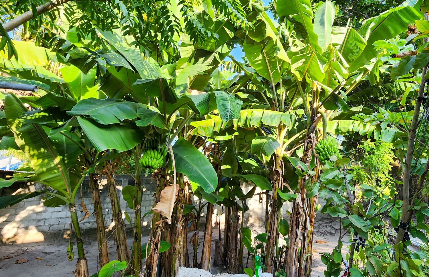 ޣާލިބާ ދިރިއުޅޭ ގޭގެ ގޯތި ތެރޭގައި ވަރަށް ގިނަ ފަތްކެޔޮ ވެސް ހުރީ ހައްދާފައި: އެކަށީގެންވާ ވަރަަށް މި ރޯދަ މަހު ފަތްކެޔޮ ލިބޭނެ ކަމަށް އޭނާ ބުނޭ -- ފޮޓޯ: މިހާރު