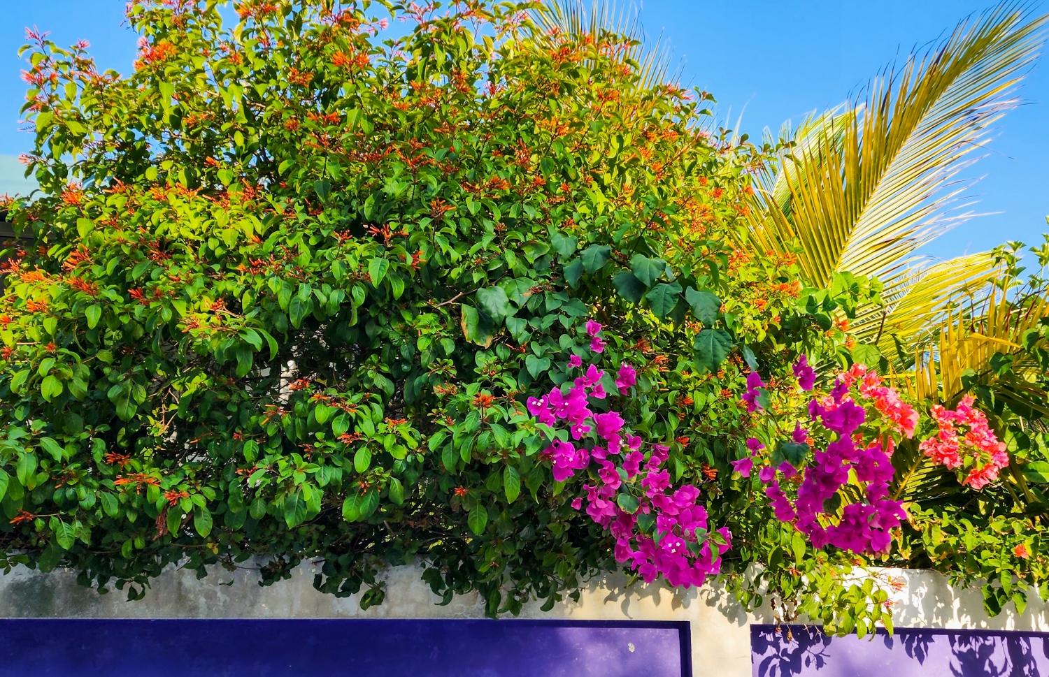 ޣާލިބާގެ ގޭގެ ދޮރޯށި މައްޗަށް އަރުވާފައިވާ ގަސްތައް: އޭނާ ބަގީޗާ ގަސް ހައްދަން ފެށިތާ މިހާރު ދިހަ އަހަރަށް ވުރެ ގިނަ ދުވަސްވެއްޖެ. އޭނާ ބުނާ ގޮތުން އޭނާގެ ގޭގައި 100 އަށް ވުރެ ގިނަ ބަގީޗާ ގަސް އެބަހުރި. އެއީ އޭނާގެ ހޮބީއަކަށް ވިޔަސް، ބަގީޗާ ގަސްތައް ވިއްކައިގެން ވެސް ކޮންމެވެސް ވަރަކަށް އާމްދަނީ ލިބޭ. -- ފޮޓޯ: މިހާރު