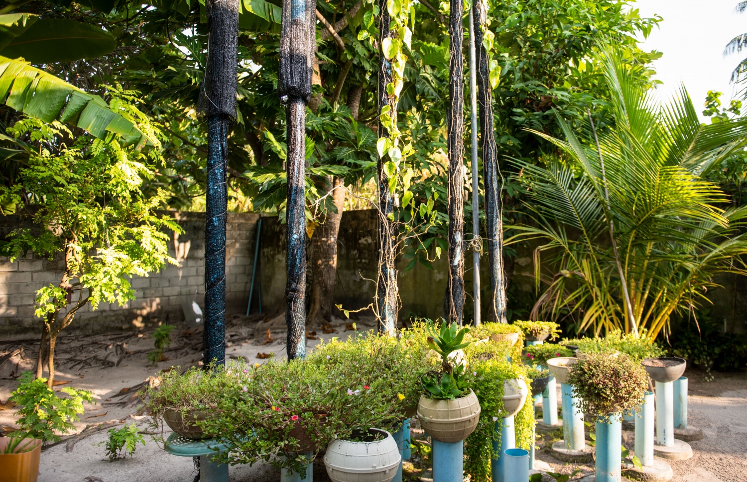 ޣާލިބާގެ ގޭގައި ހައްދާފައި ހުރި ބަގީޗާ ގަސްތަކެއް: އޭނާ ބުނާ ގޮތުން ބަގީޗާ ގަސް ހައްދަނީ އޭނާ ކުރާ ހިތްވާ ކަމަކަށް ވާތީ. މީގެ އަހަރުތަކެއް ކުރިން އޭނާ، ކައިރީގައި އޮތް ދ. ކުޑަހުވަދު އަށް ބަދަލުވެ، އެ ރަށުގައި ވެސް ވަރަށް ފުޅާކޮށް ބަގީޗާ ގަސް ހައްދައި އެ ވިއްކައި ވެސް ހެދި. -- ފޮޓޯ: މިހާރު