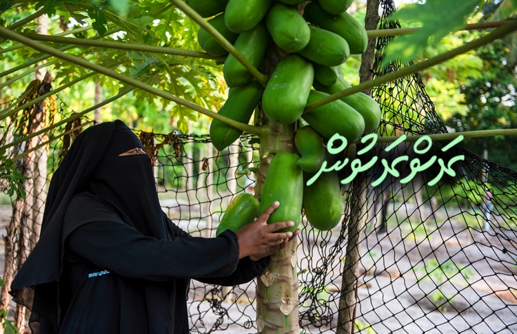 ގަދަ ފެހިކަމާއި ފަހިކަން: ޣާލިބާގެ ލޯތްބާ އެކު!