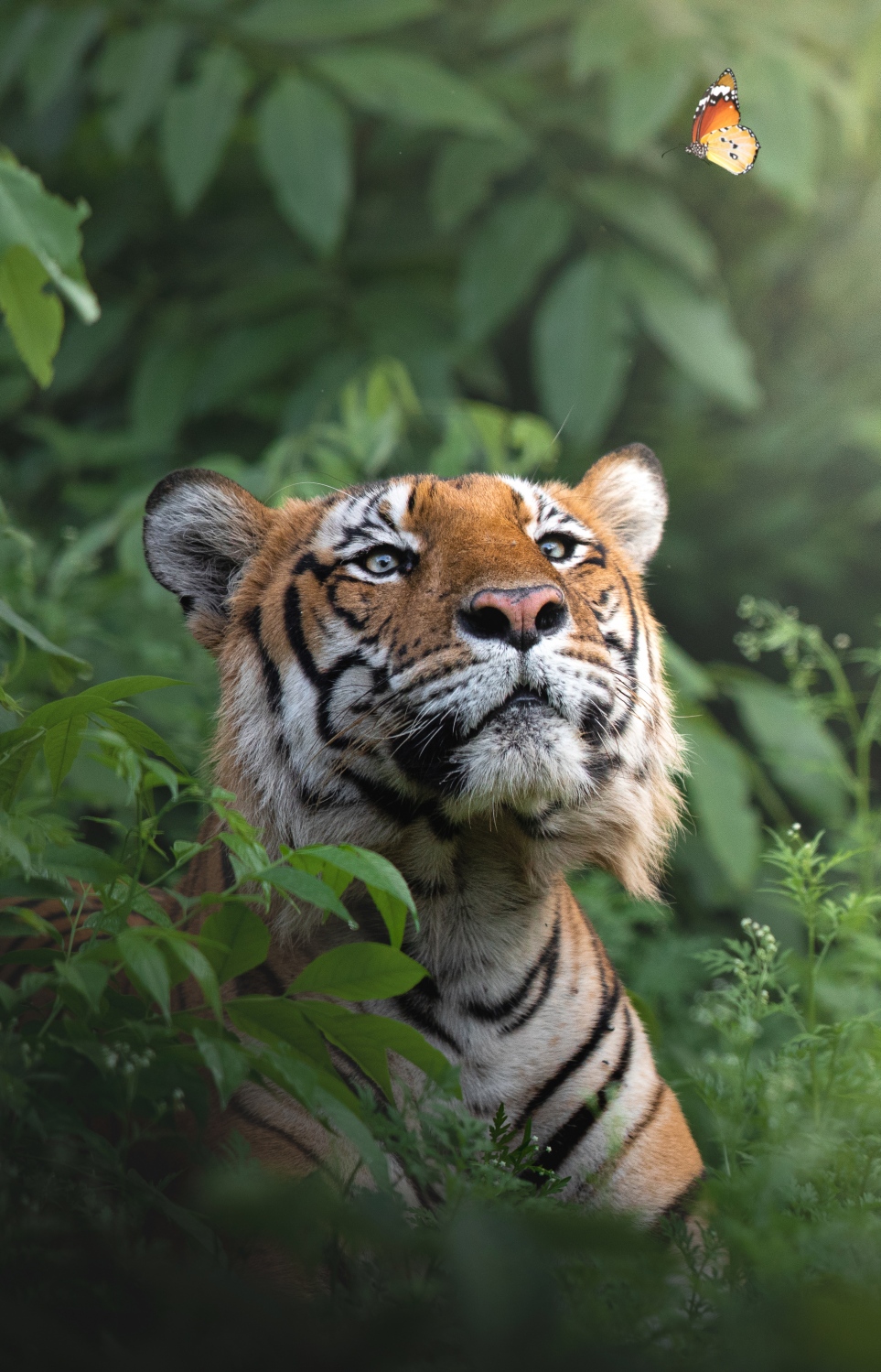 ޓައިގާ ޖަންގަލިން ނުކުމެގެން އަންނަނިކޮށް ފެނުނު ކޮކާލަށް ބަލަހައްޓައިގެން.