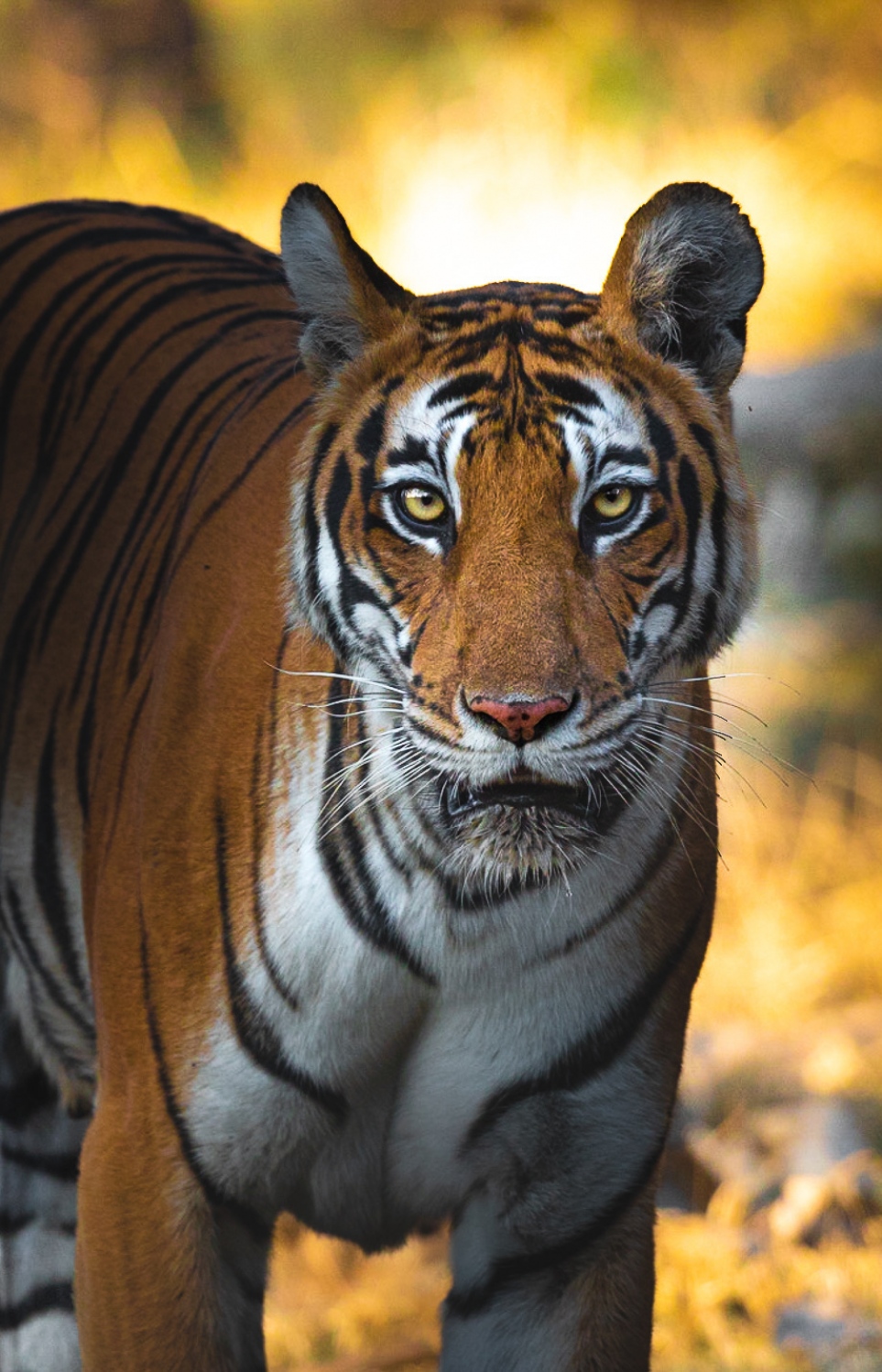 ޓައިގާއެއްގެ ފޮޓޯ ނަގާފައި: މިއީ އޭނާ އެންމެ ފޮޓޯ ނަގާ ހިތްވާ ޖަނަވާރު.