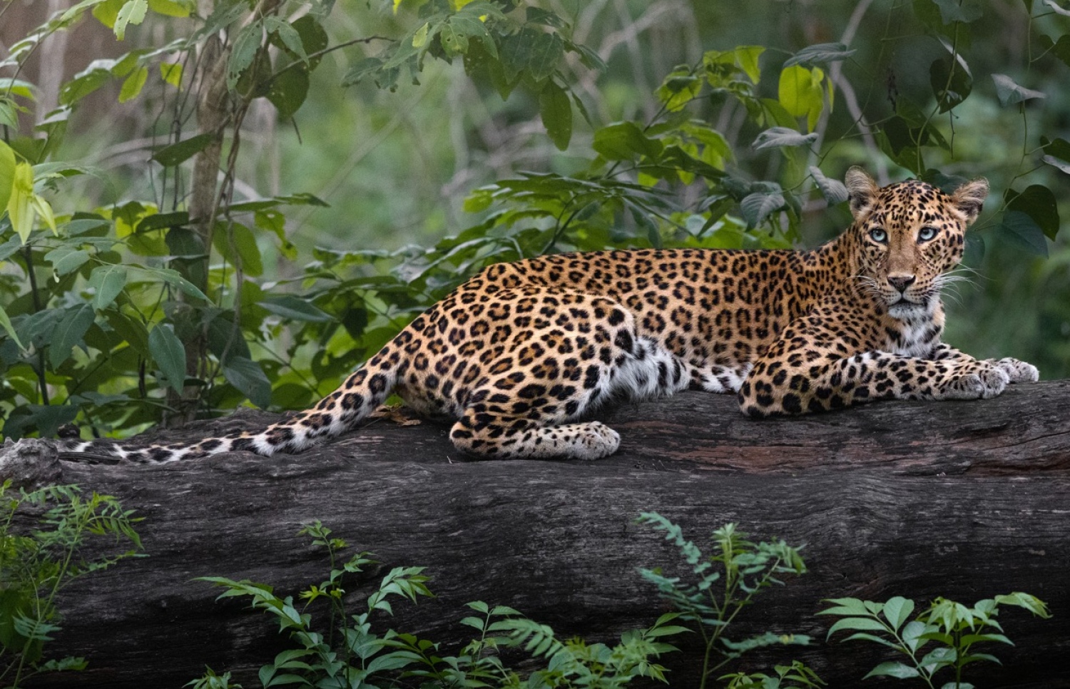 ސުޖުއާން ނެގި ފޮޓޯއެއް