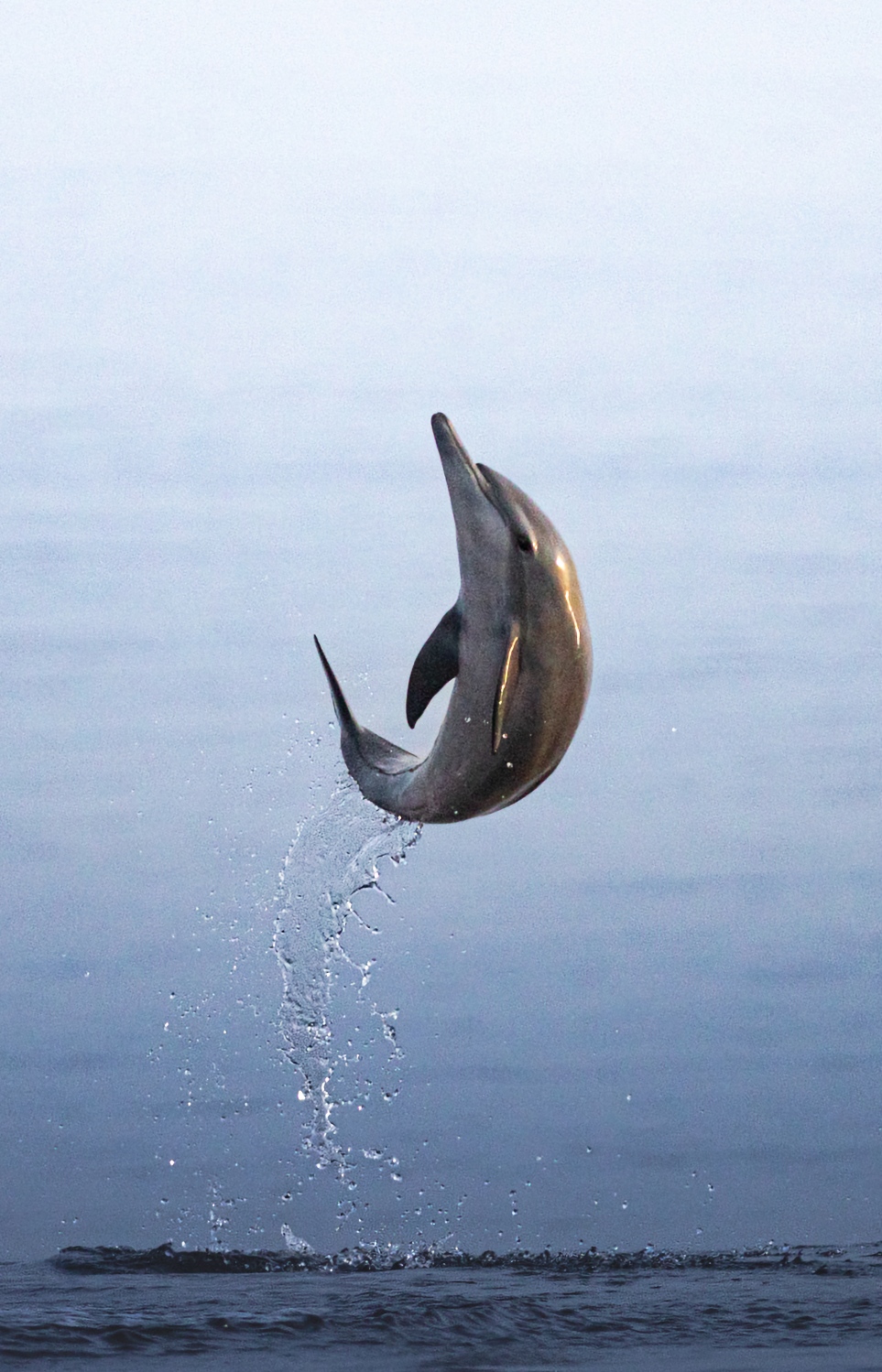 ސުޖުއާން މި އިންޓަވިއުގައި އާއްމުކުރި ޑޮލްފިން ފޮޓޯއެއް