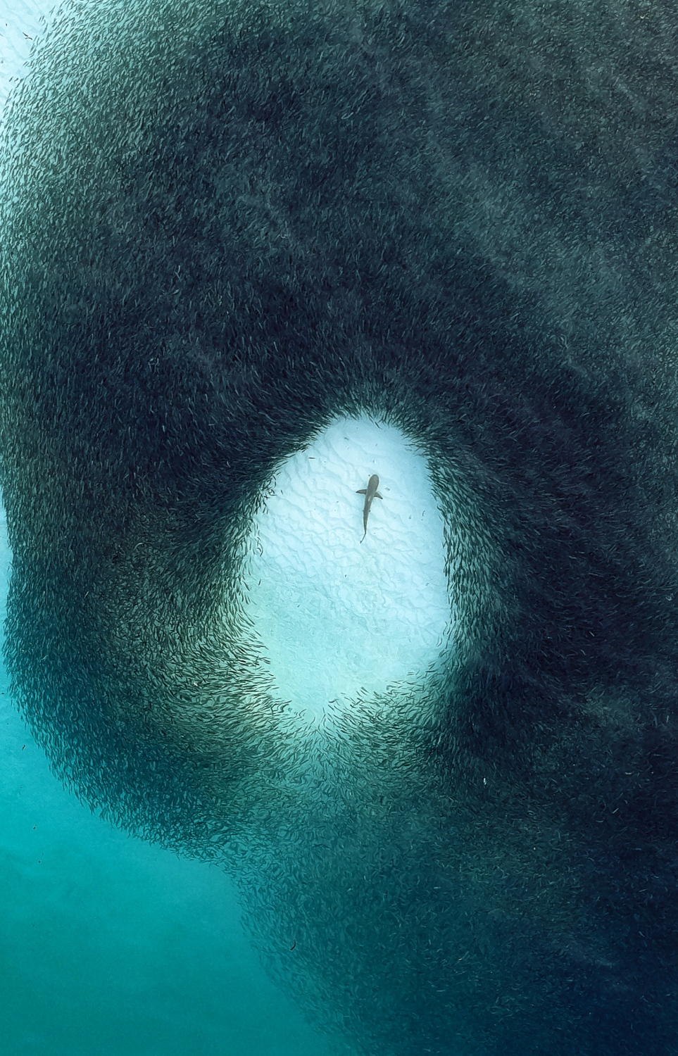 އެންމެ ފުރަތަމަ ވައިރަލްވި ފޮޓޯ: މިއީ ޑިސްކަވަރީން އެންމެ ފުރަތަމަ ދެއްކި ފޮޓޯ