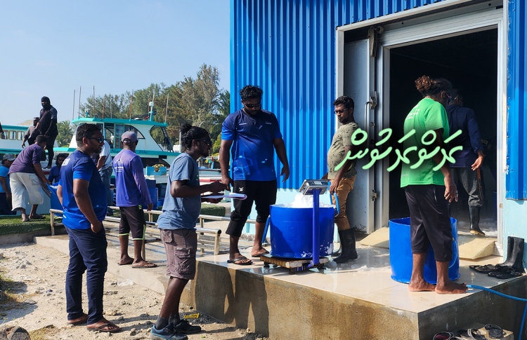 ސްކޫލް ނިންމާފައި މަހަށް، މިހާރު އެހެން ދިމާއަކަށް!