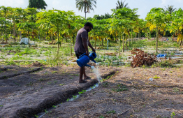 Dharanboodhoo Agriculture