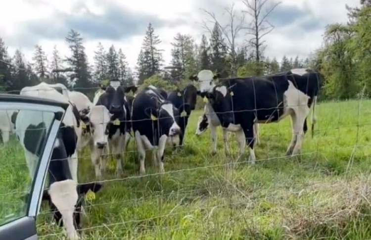 ގުރުއާނުގެ އަޑަށް ގެރިތައް އެއްވާ ވީޑިއޯތަކެއް