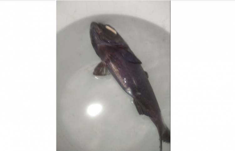 މަދުން ނޫނީ ނުފެންނަ ދިއްލޭ މަހެއް ބާނައިފި