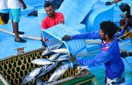 MIFCO weighing fish on their newly received boats purchased for fish weighing -- Photo: Fayaz Moosa / Mihaaru