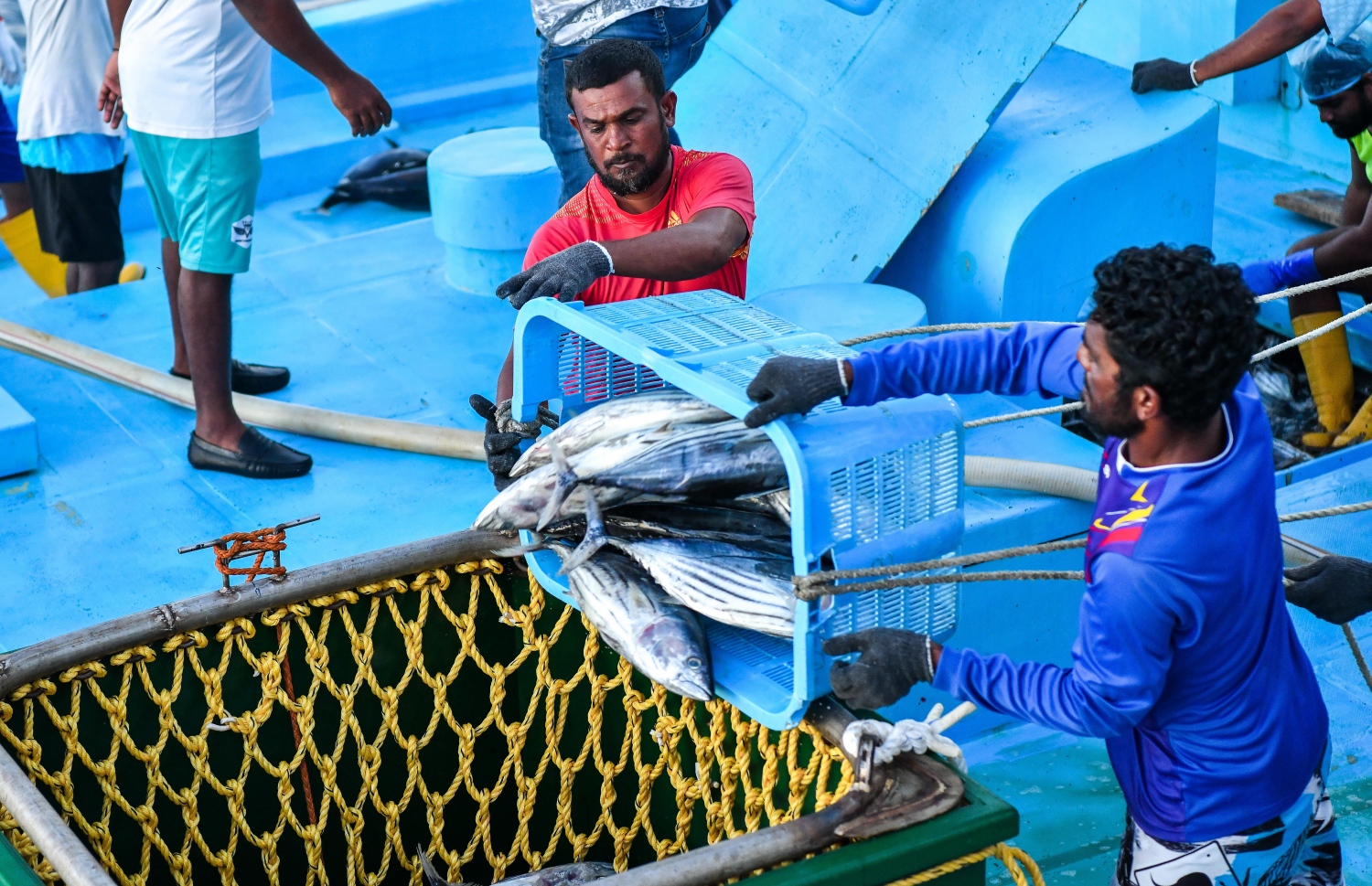 މިފްކޯގެ ބޯޓަށް މަސްކިރުވުމަށް މަސްދާންޏަކުން ދާގަނޑަށް މަސްއަޅަނީ: ފިހާރަތަކުން ކަނޑުމަހުގެ ބާވަތްތައް ވަނީ ހުސްވެފައި.-- ފޮޓޯ: ފަޔާޒު މޫސާ | މިހާރު