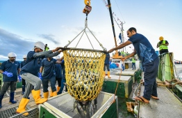 Fish being weighed at MIFCO's Jazeera 103 vessel 