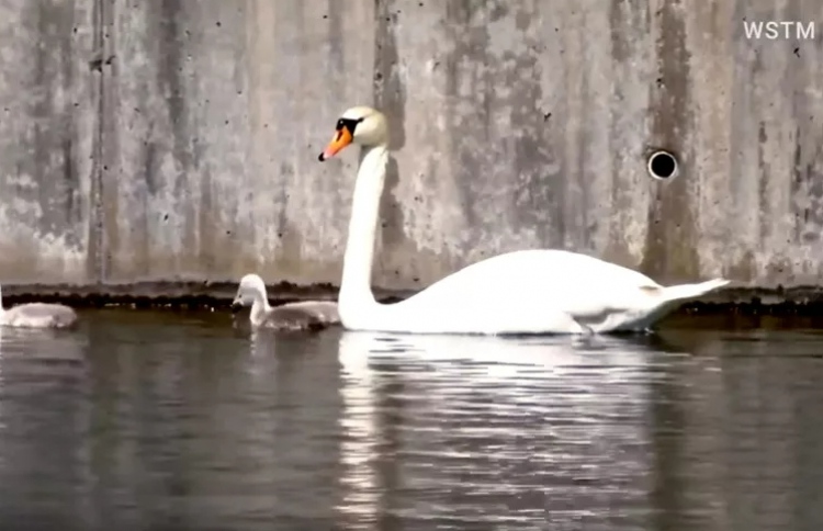 ނިއު ޔޯކްގެ މަޝްހޫރު ސްވޯން ހިފައިގެން ކާލައިފި