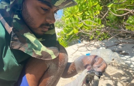 Turtle Ranger Ibrahim Inaan, who is in charge of protecting the turtle conservation in Laamu atoll Gaadhoo, measures the circumference of a turtle -- Photo: ORP