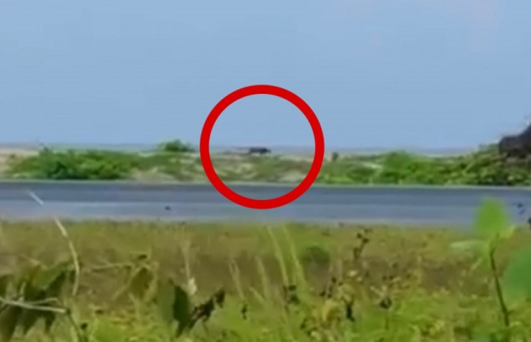 މާފަރުން ގޮތް ނޭނގޭ ޖަނަވާރެއް، ރައްޔިތުން ބިރުން