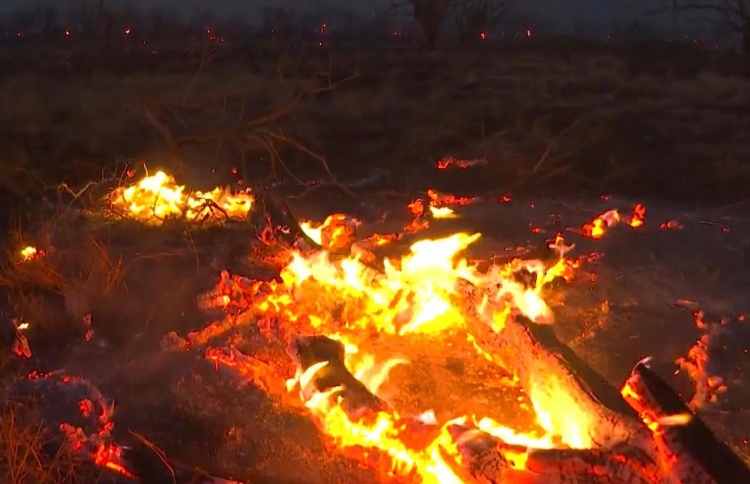 ހަވާއީ ޖަންގަލި އަލިފާނުގައި 93 މީހުން މަރުވެއްޖެ