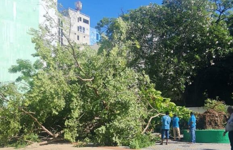 އަމީނިއްޔާގައި ހުރި ބައި ގަރުނުވީ ގަސް ވެއްޓިއްޖެ