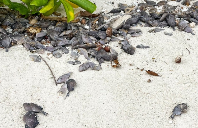 ލައްގާ މަސްތައް ރައްކާތެރިގޮތުގައި ނައްތާލަން އަންގައިފި