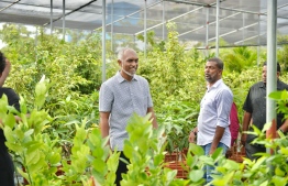 Male' City Mayor Dr. Mohamed Muizzu opens the largest plant nursery in the Maldives, located in Hulhumale'-- Photo: Dr. Muizzu's Campaign Office